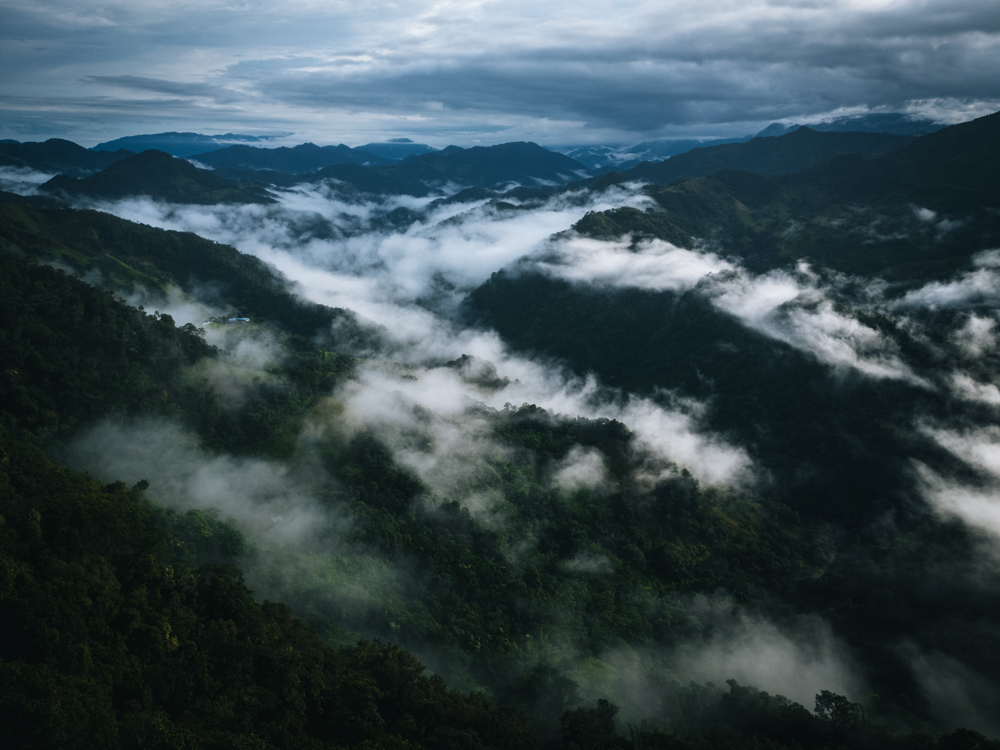 Nebelregenwald in Kolumbien