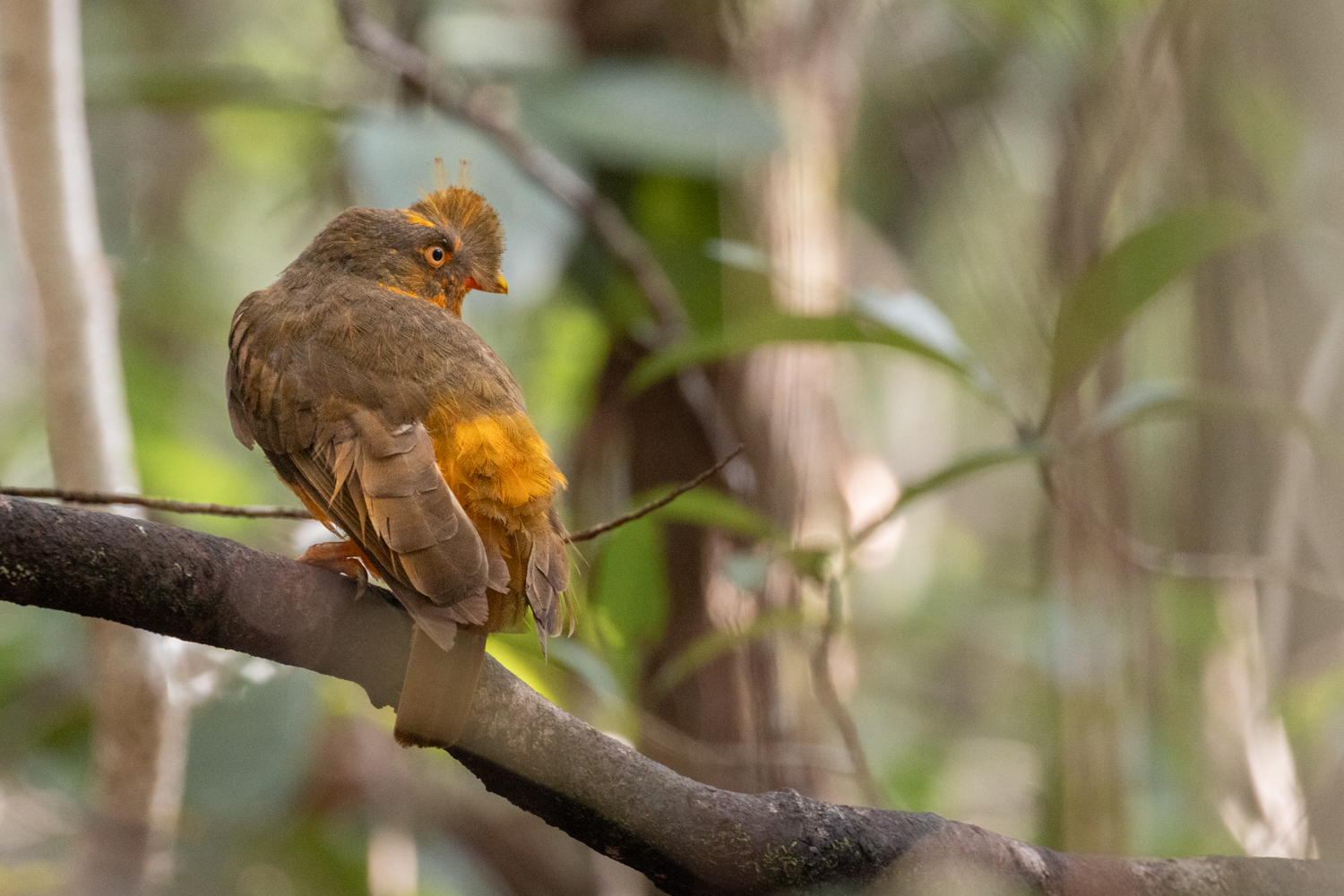 Das Weibchen schaut dem Balzgeschehen zu und lässt sich beeindrucken. So - wie ich. :-)