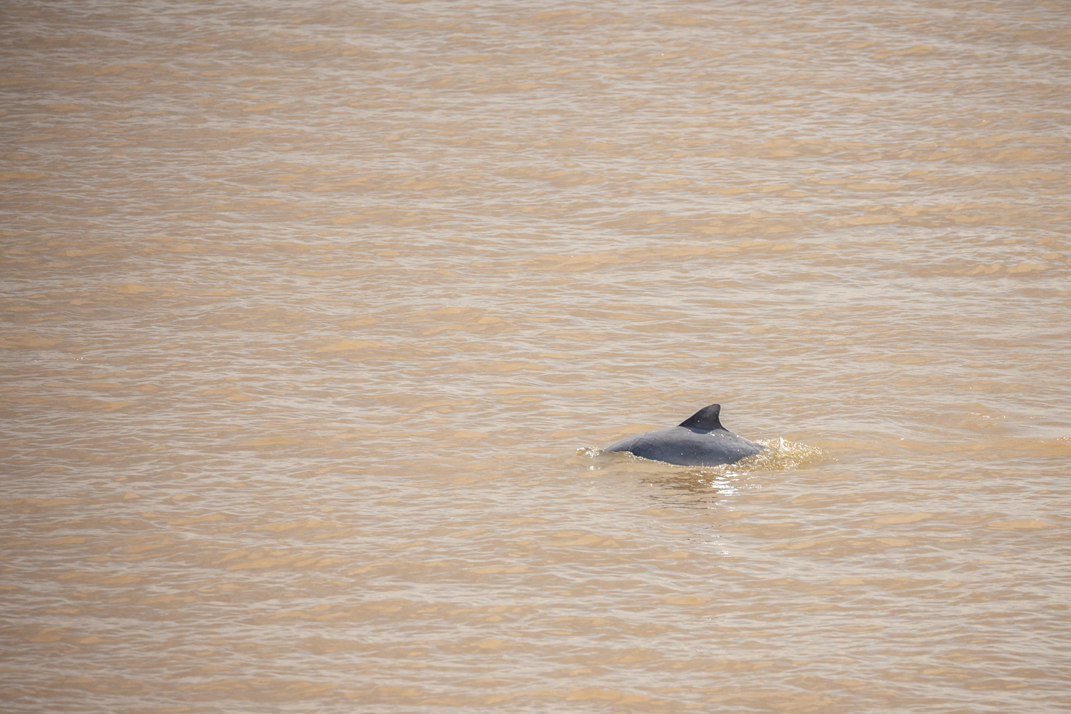 Delfine tauchen neben dem Boot auf.