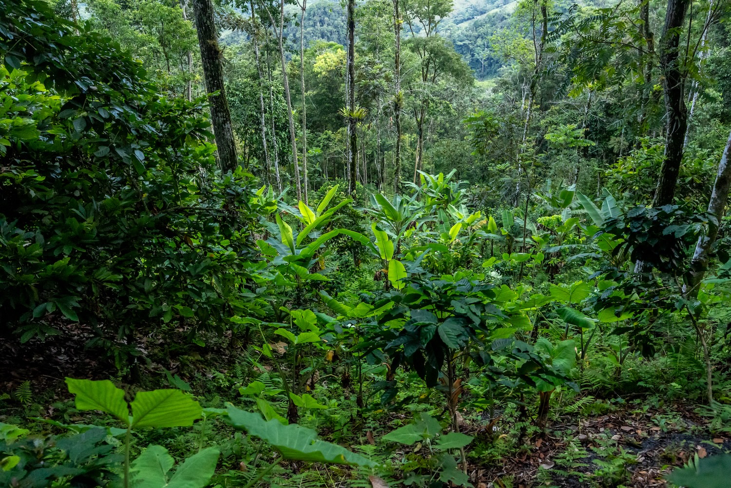 Bananen-, Kaffee- & Kakaopflanzen inmitten des Waldes - gelebter Agroforst.