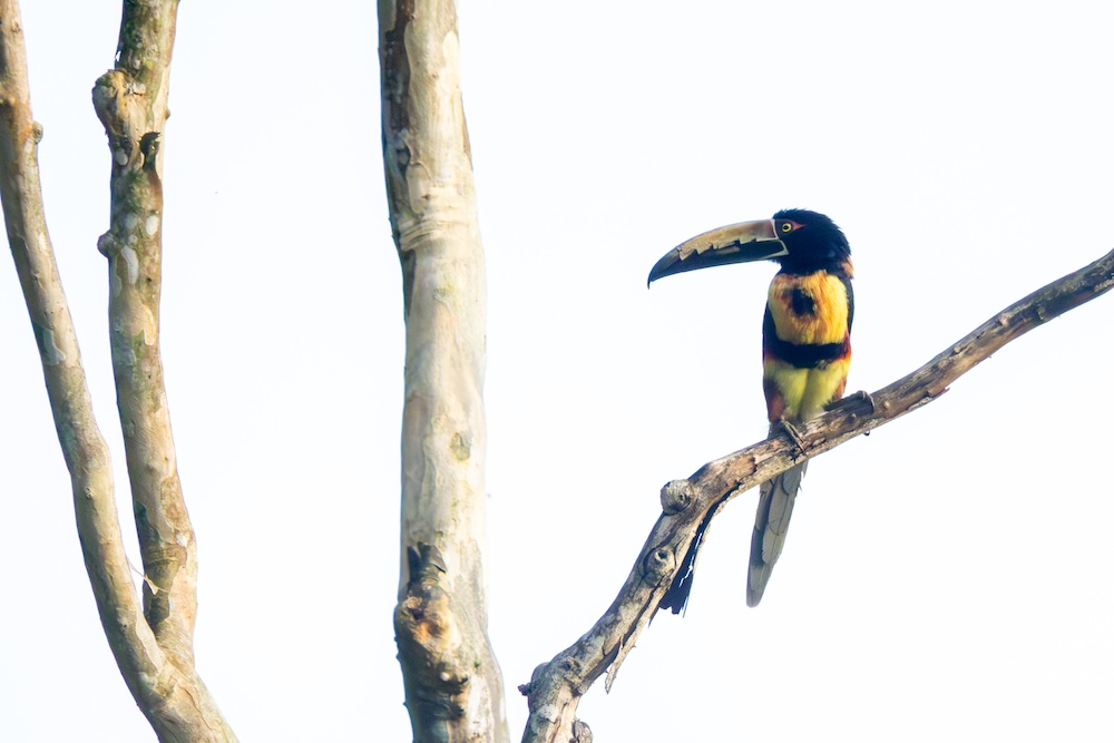 Welch' Farbenzauber! Die Einladung zum Staunen in Vogelgestalt.