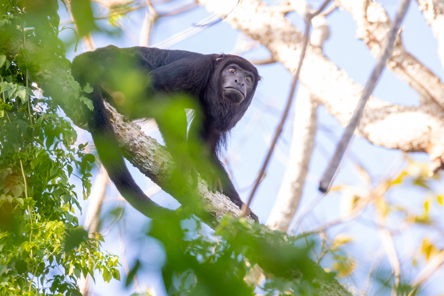 Unsere Mitgeschöpfe.
