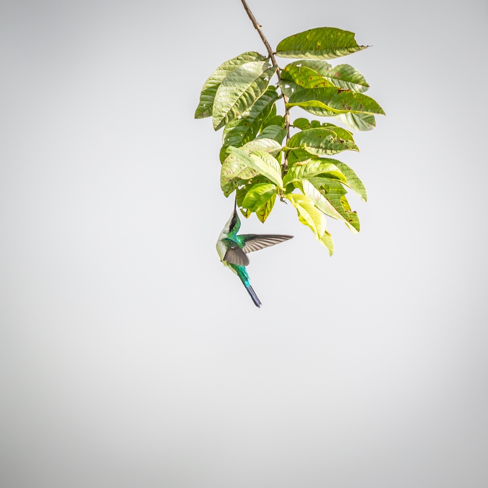 Ein Zauber - ein Kolibri.