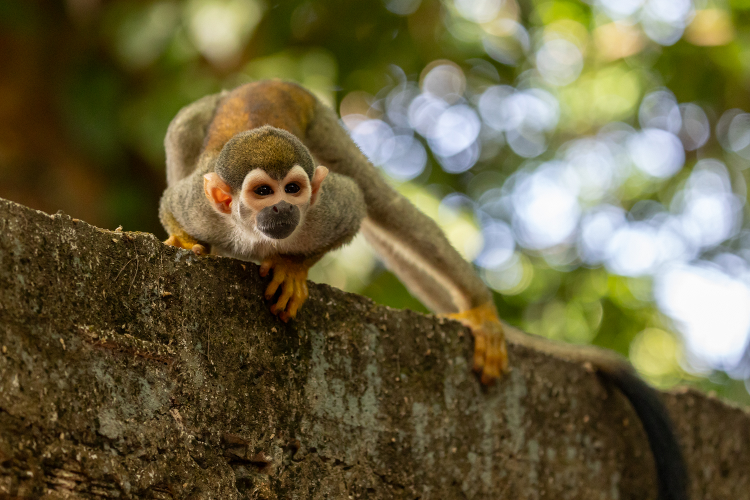 Ein neugieriger Genosse!