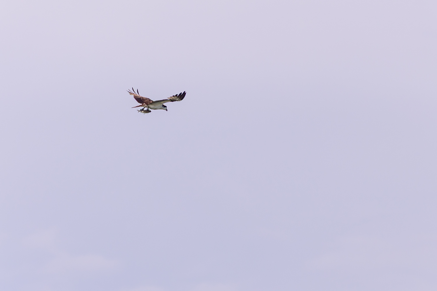 Fischadler mit frischem Fang!