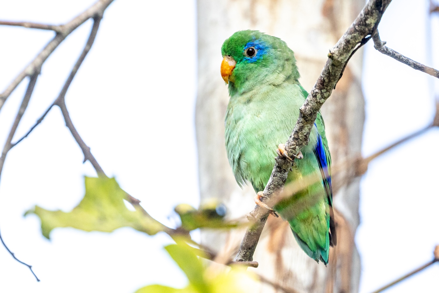 Ein kleiner Papagei in der Finca