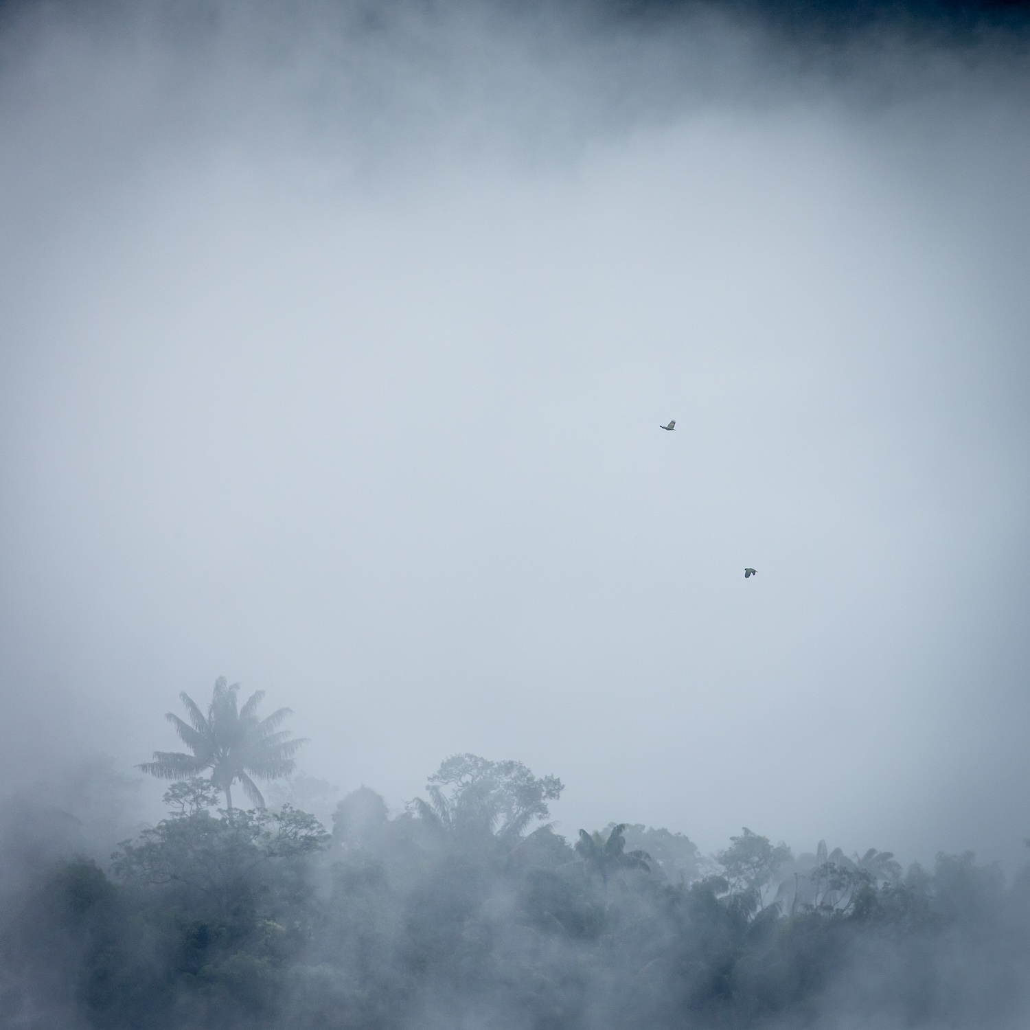 Papageien erheben sich aus dem Wolkenmeer.