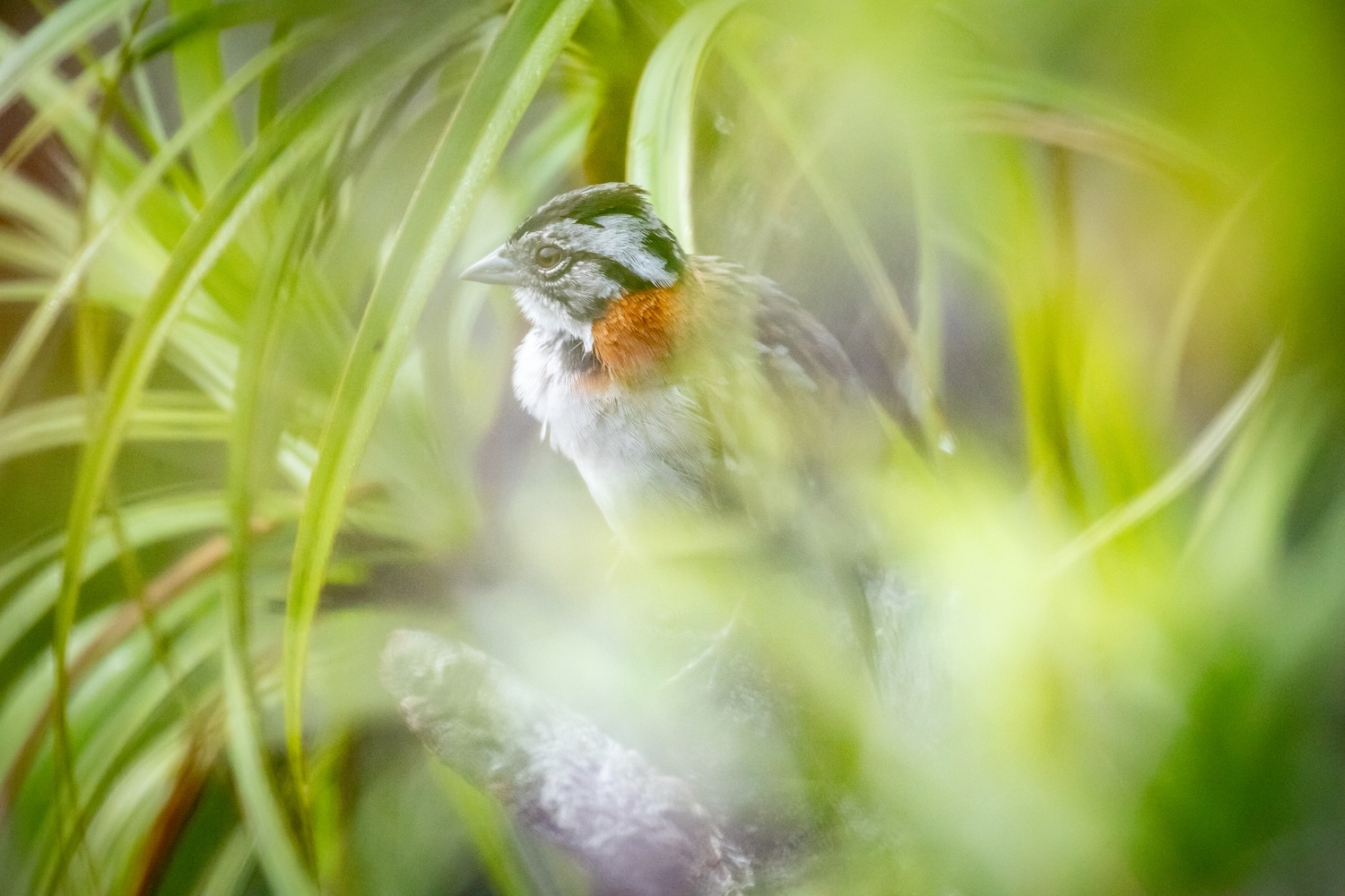 Eine wunderschöne Begegnung am frühen Morgen auf dem Abismo.
