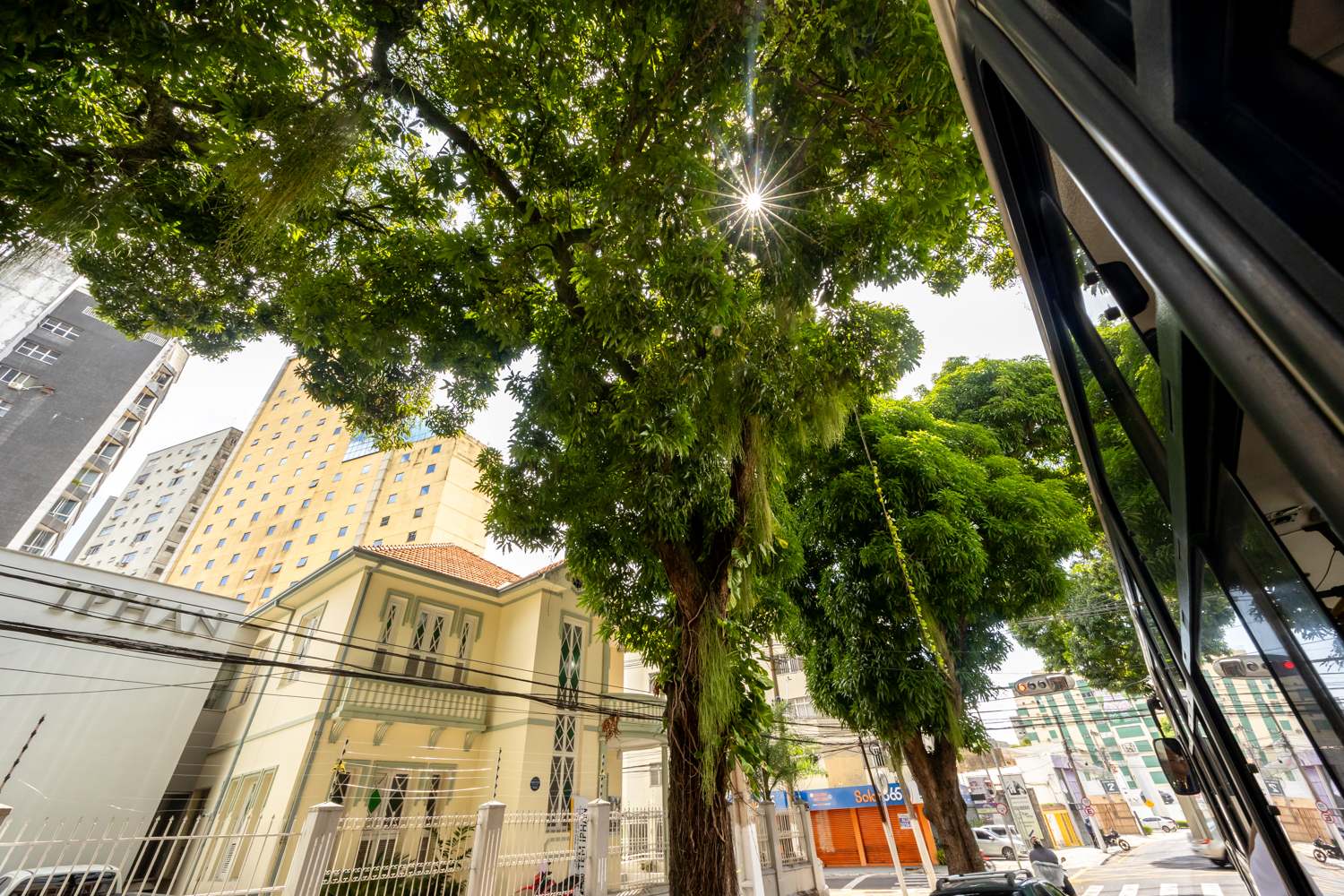 Belém hat sehr schöne Flecken und es begeistert mich, welch große Mangobäume den Straßenrand zieren.