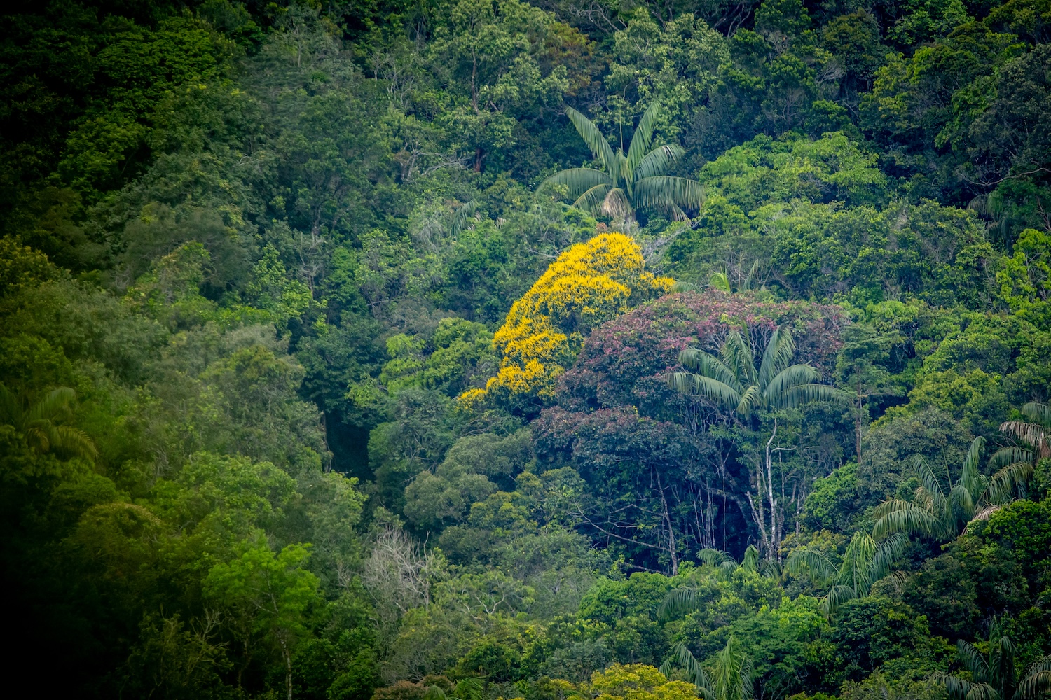 Welch' Baummagie! Bäume, die gelb und andere, die violett blühen.
