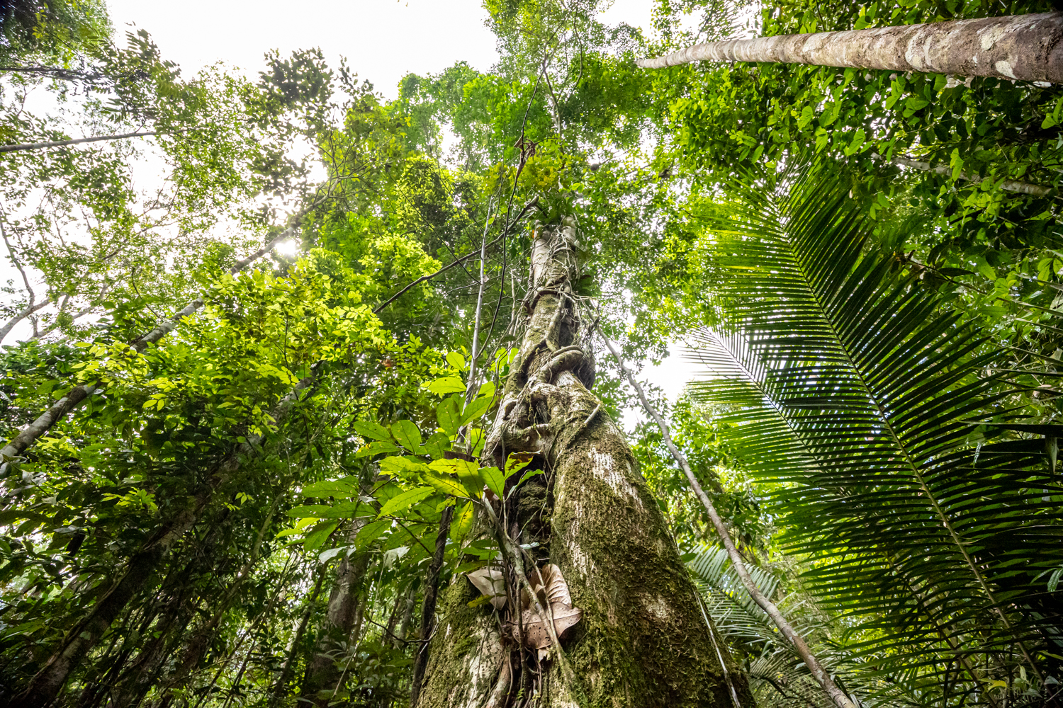 Der tropische Regenwald - dicht und verschlungen gewachsen.