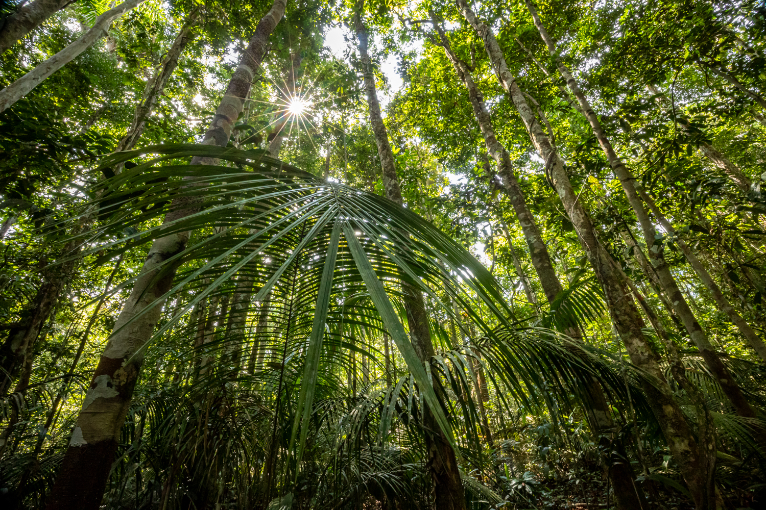 Die Sonne funkelt durch's dichte Blätterdach hindurch.