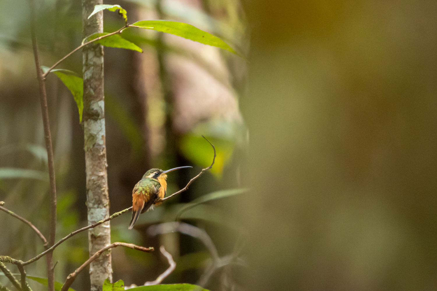 Zauberhafte, wahrlich bestaunenswerte Gestalten finden sich im biodiversesten Ökosystem der Erde.