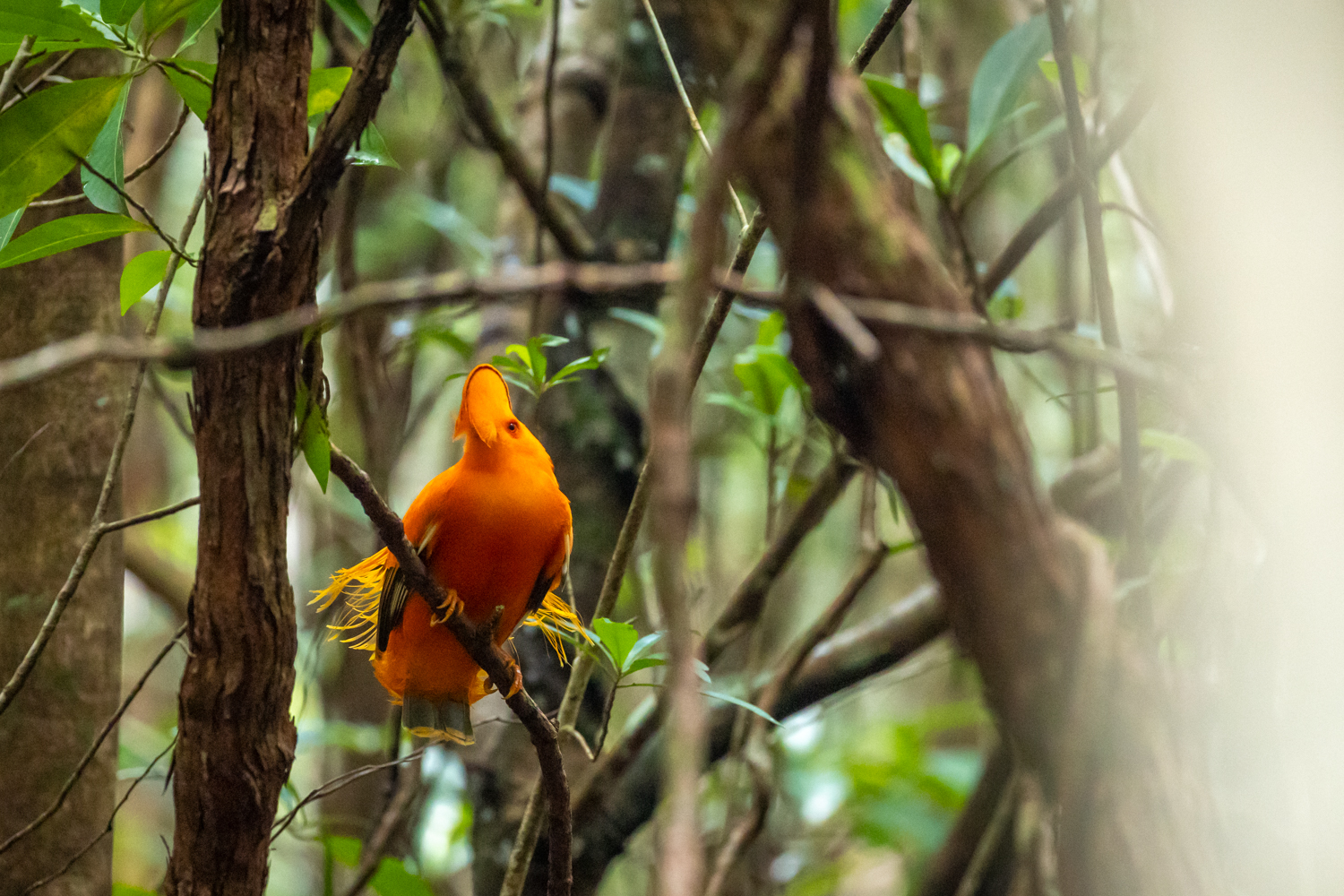 Welch Farbenzauber tief drin im Regenwald. Der Gallo-de-serra („Berghahn“)