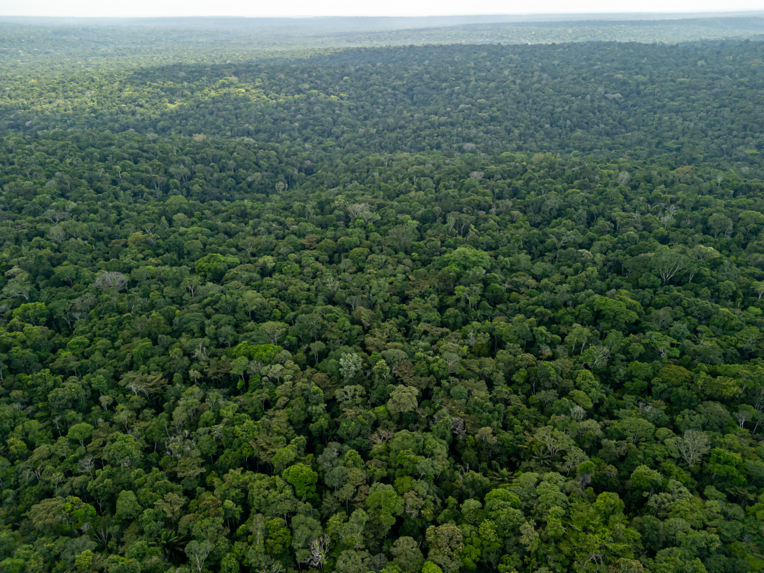 Die grüne Lunge der Welt ächzt.